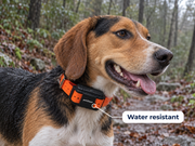 Dog wearing a petZeye GPS 919 tracker on an orange collar in rainy conditions